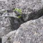 Diaporama - Alaska - Pika à collier