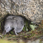 Diaporama - Alaska - Pika à collier