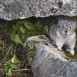 Diaporama - Alaska - Pika à collier