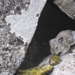 Diaporama - Alaska - Pika à collier