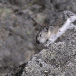 Diaporama - Alaska - Pika à collier