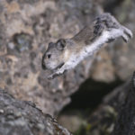 Diaporama - Alaska - Pika à collier