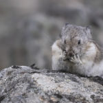 Diaporama - Alaska - Pika à collier