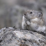 Diaporama - Alaska - Pika à collier