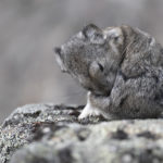 Diaporama - Alaska - Pika à collier