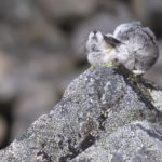 Diaporama - Alaska - Pika à collier