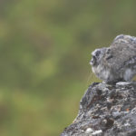 Diaporama - Alaska - Pika à collier