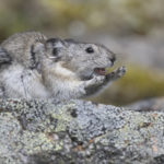 Diaporama - Alaska - Pika à collier