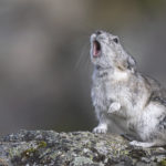 Diaporama - Alaska - Pika à collier