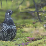 Diaporama - Alaska - L'automne des oiseaux