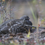 Diaporama - Alaska - L'automne des oiseaux