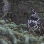 Diaporama - Alaska - L'automne des oiseaux