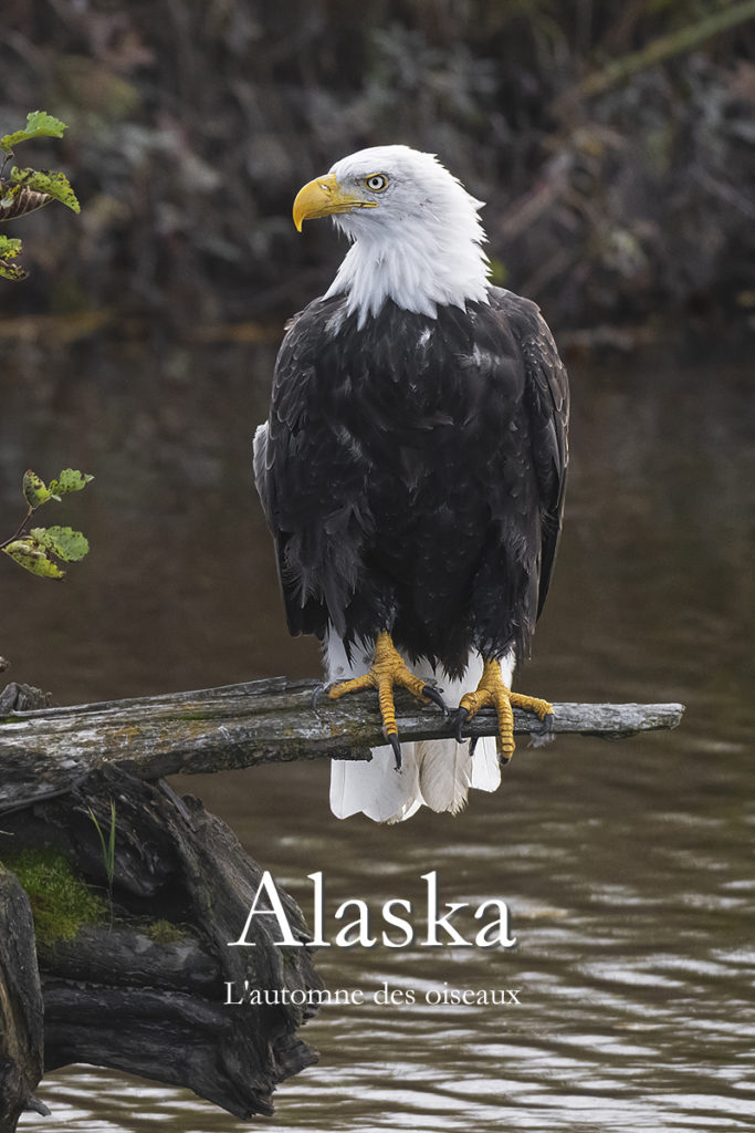 Diaporama - Alaska - L'automne des oiseaux - Couverture