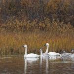 Diaporama - Alaska - L'automne des oiseaux