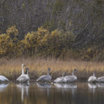 Diaporama - Alaska - L'automne des oiseaux