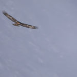 Diaporama - Nos dernières images