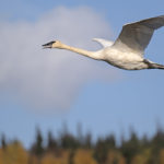 Diaporama - Alaska - L'automne des oiseaux