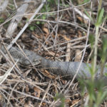 Diaporama - Nos dernières images