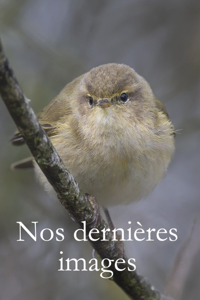 Diaporama - Nos dernières images - Couverture