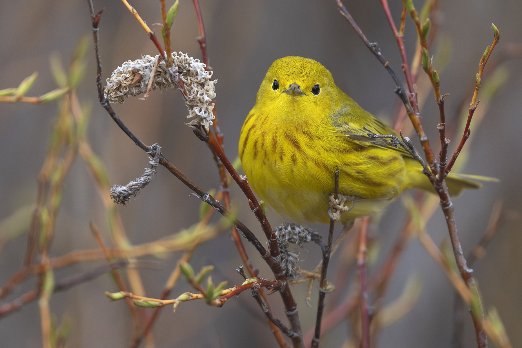 Conférence – Oiseaux d’Alaska