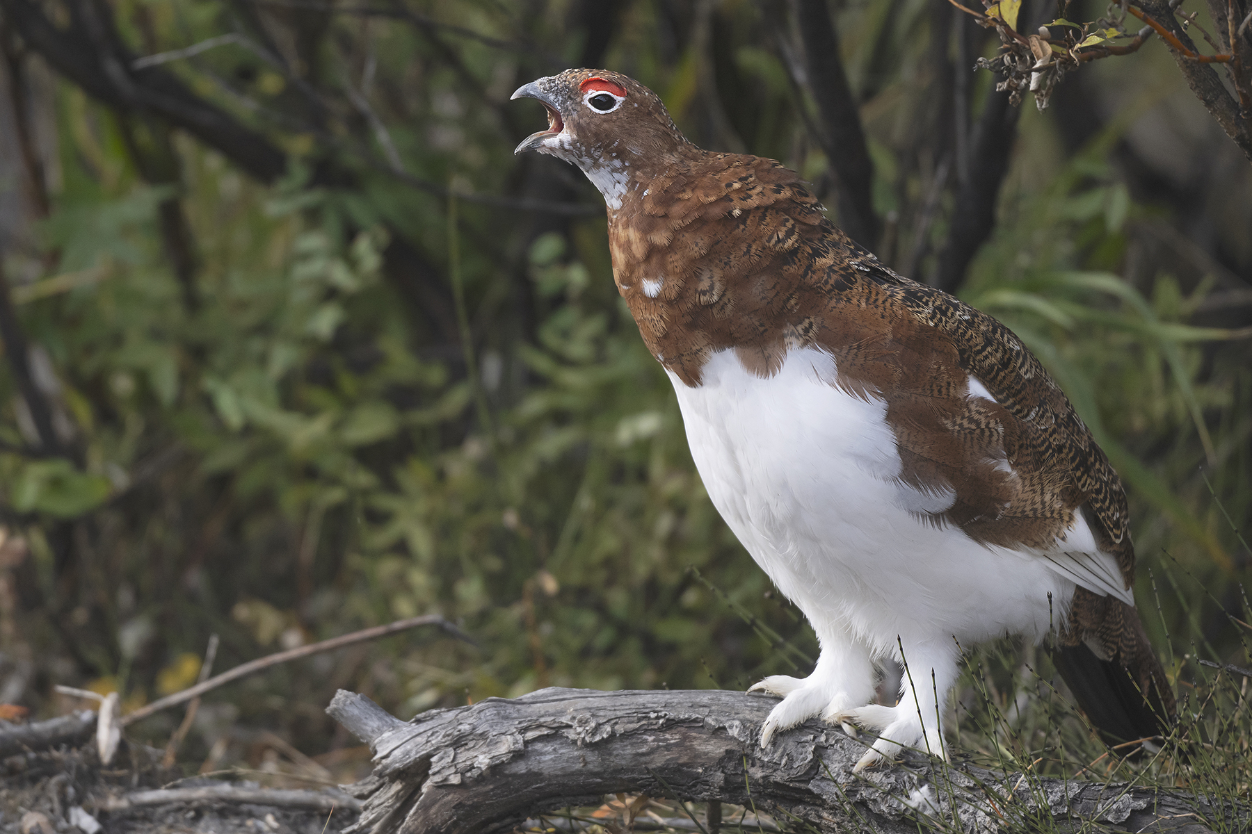 Conférence – Oiseaux d’Alaska