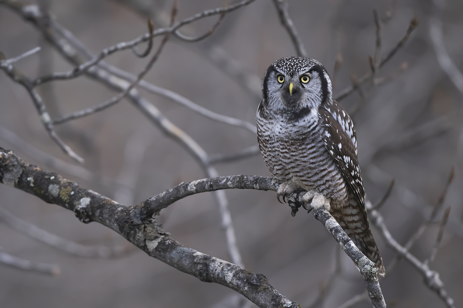 Conférence – Oiseaux d’Alaska