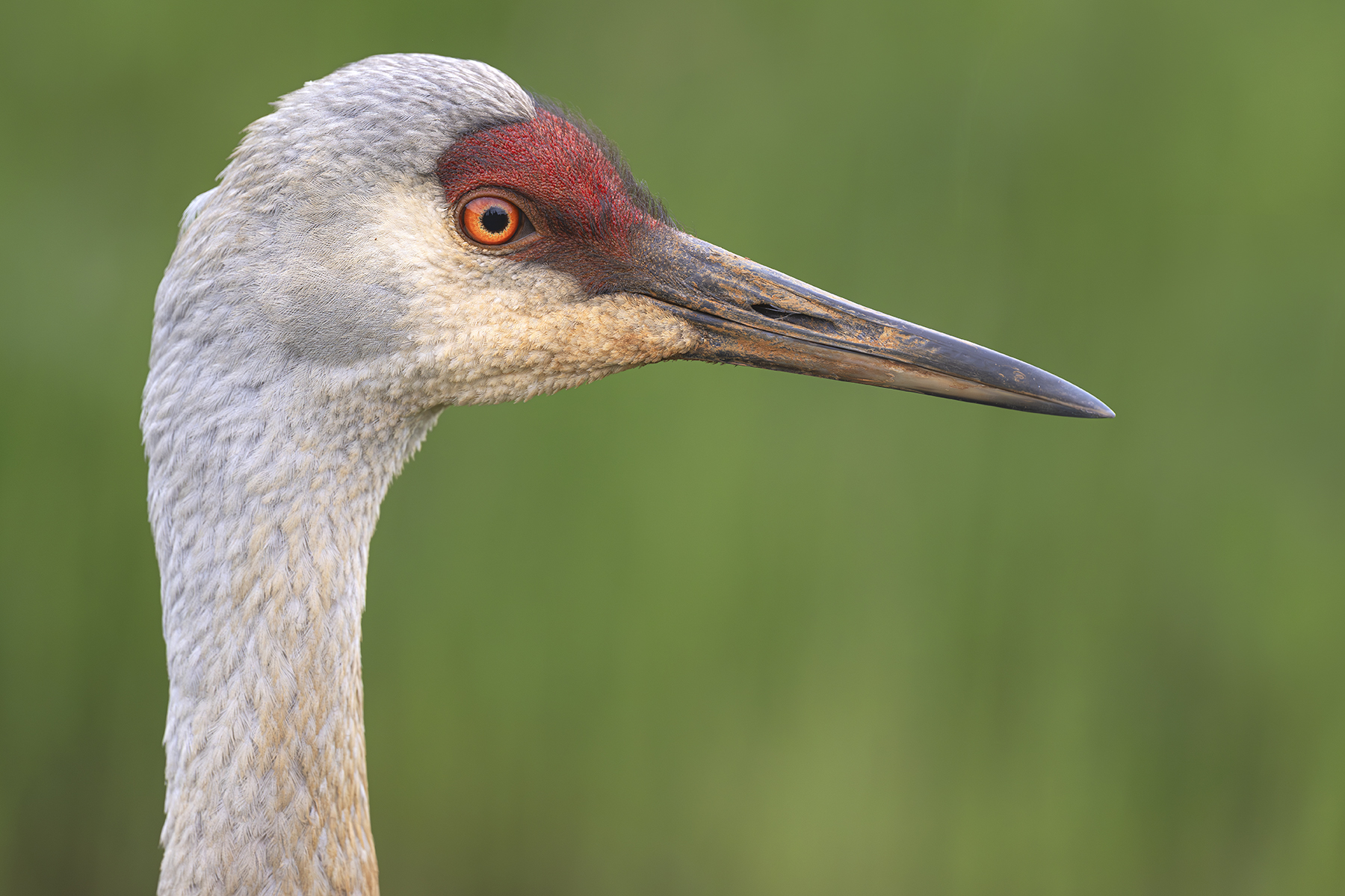 Conférence – Oiseaux d’Alaska