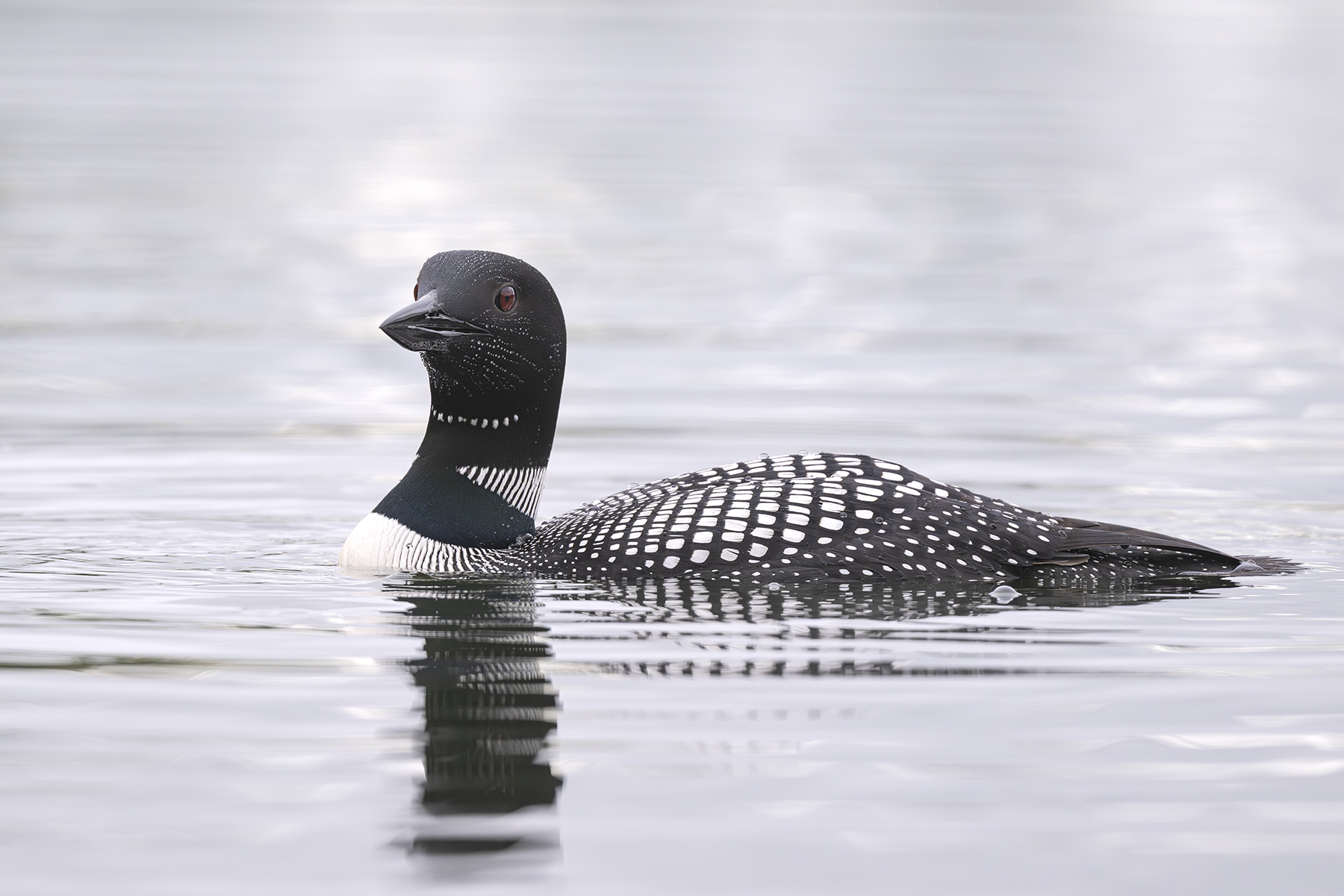 Conférence – Oiseaux d’Alaska
