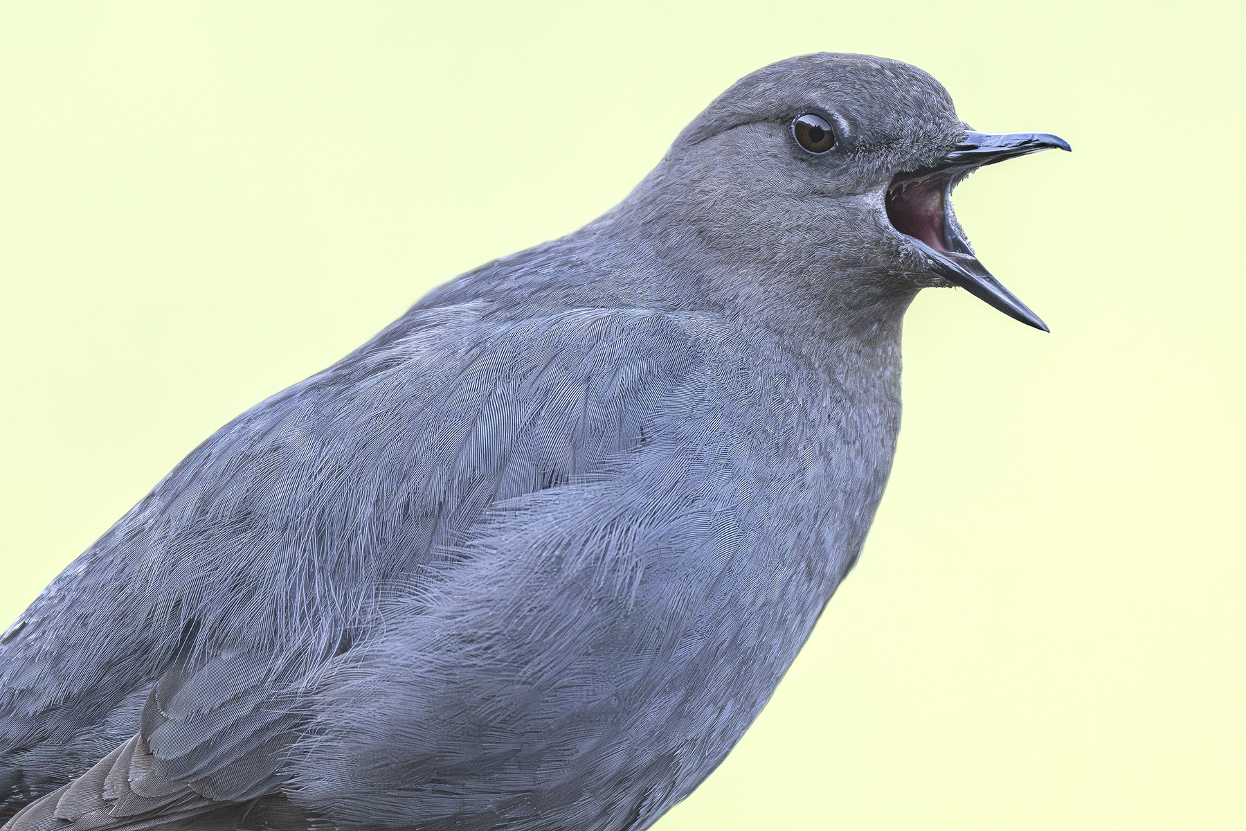 Conférence – Oiseaux d’Alaska