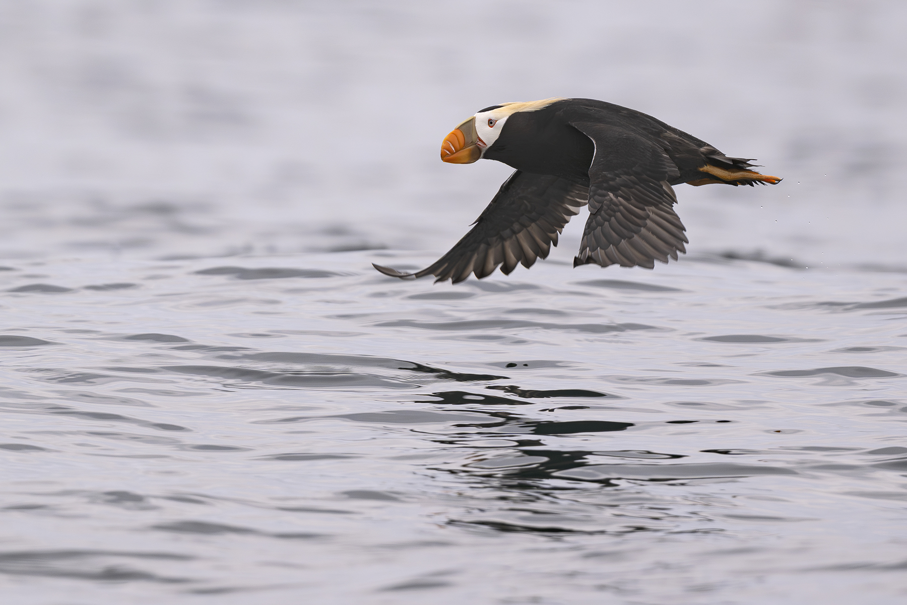 Conférence – Oiseaux d’Alaska