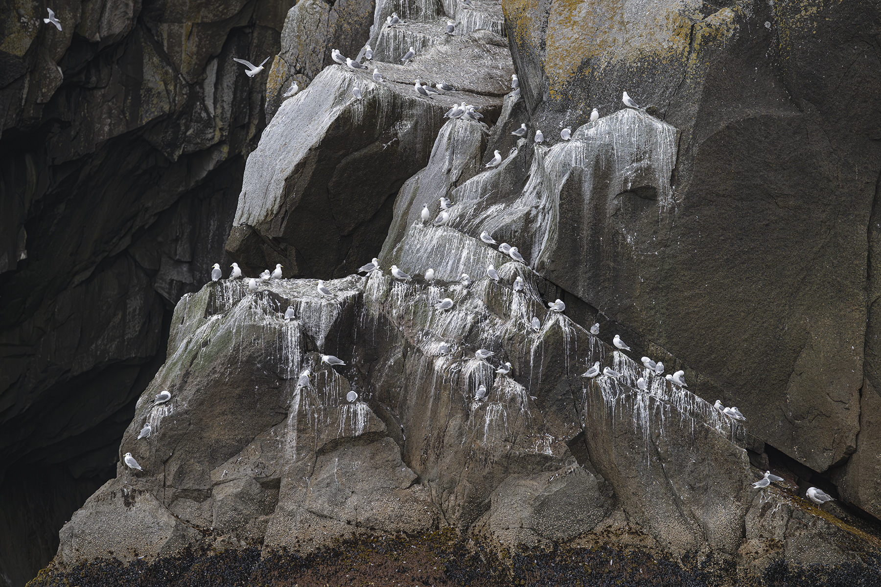 Conférence – Oiseaux d’Alaska