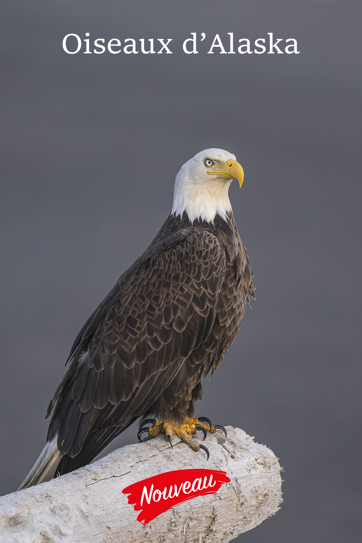 Conférence – Oiseaux d’Alaska - Couverture
