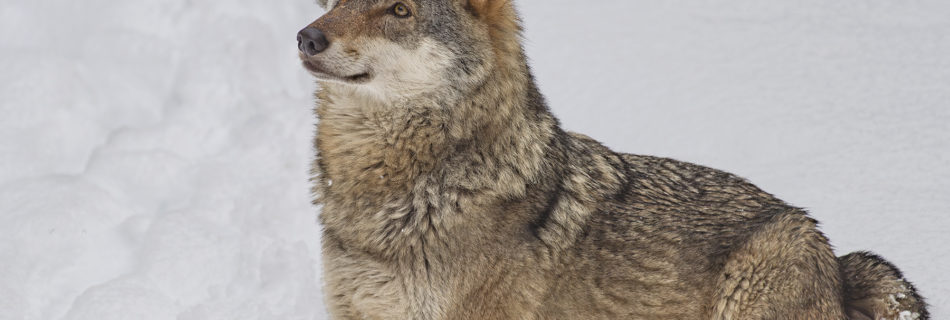 Actualités - En Suisse, on massacre les loups tandis qu’en Autriche les vaches tuent les randonneurs