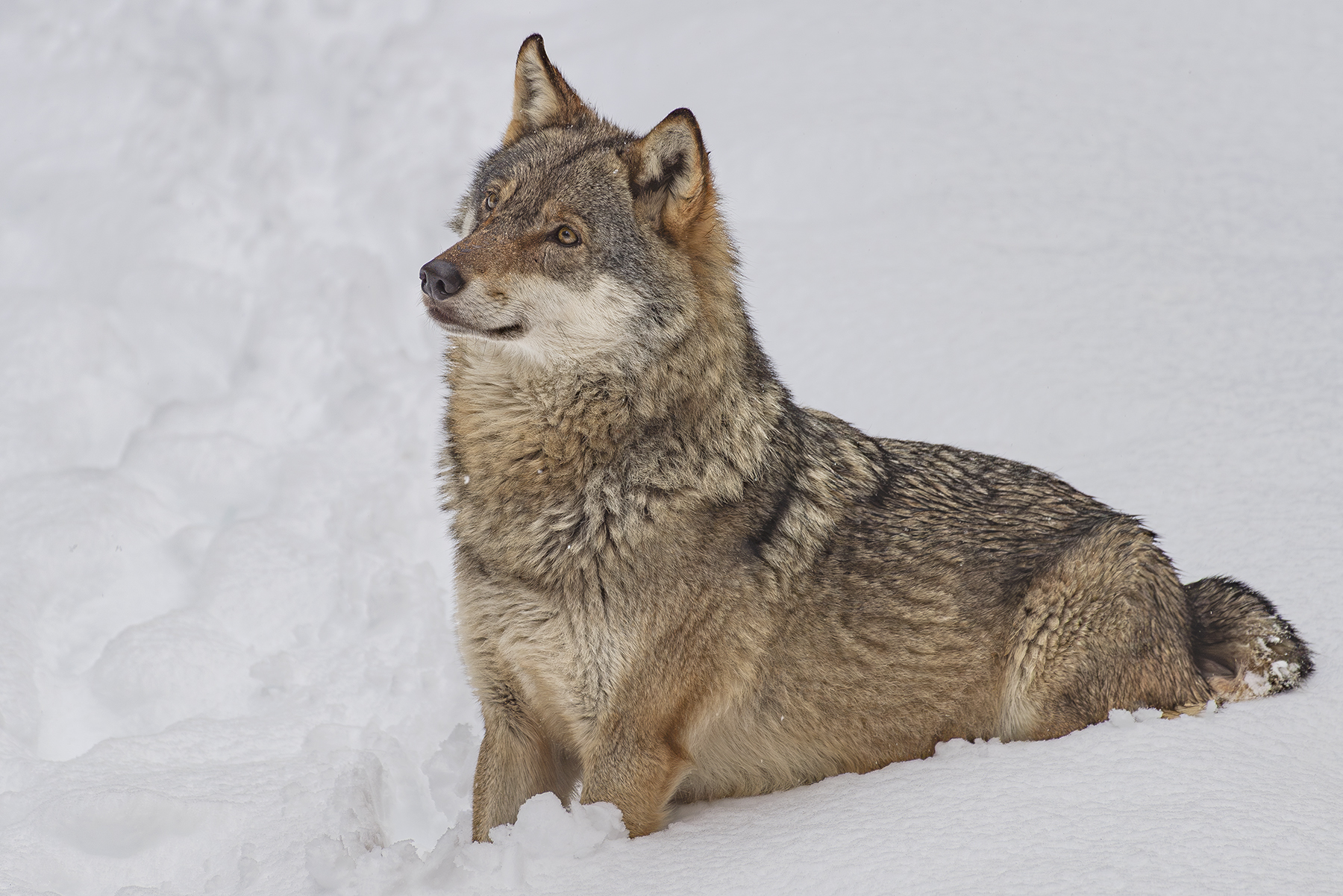 Actualités - En Suisse, on massacre les loups tandis qu’en Autriche les vaches tuent les randonneurs