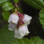 Diaporama - Alaska - Flore et végétation