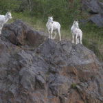 Diaporama - Alaska - Le printemps des mammifères