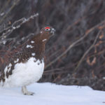 Diaporama - Alaska - Le printemps des oiseaux