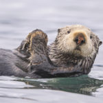 Diaporama - Alaska - Loutre de mer