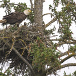 Diaporama - Alaska - Pygargue à tête blanche