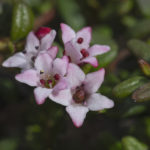 Diaporama - Alaska - Flore et végétation