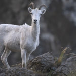 Diaporama - Alaska - Le printemps des mammifères