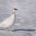 Diaporama - Alaska - Le printemps des oiseaux