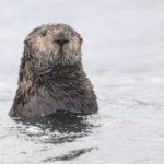 Diaporama - Alaska - Loutre de mer