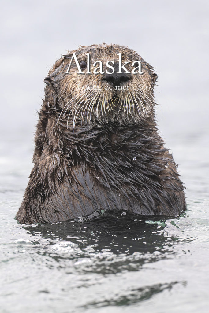 Diaporama - Alaska - Loutre de mer - Couverture
