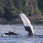 Diaporama - Alaska - Oiseaux et mammifères marins