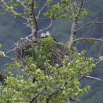 Diaporama - Alaska - Pygargue à tête blanche