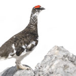 Diaporama - Lagopède alpin