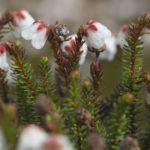 Diaporama - Alaska - Flore et végétation