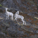 Diaporama - Alaska - Le printemps des mammifères