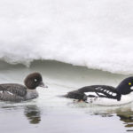 Diaporama - Alaska - Le printemps des oiseaux